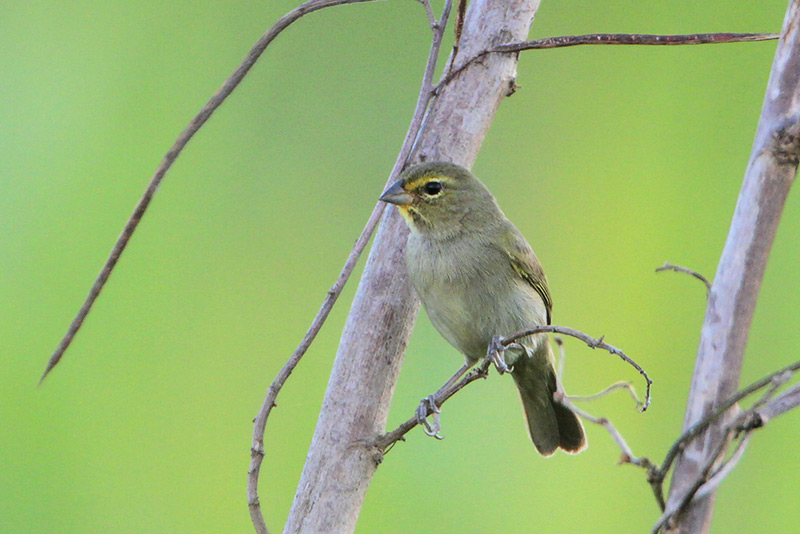 Yellow-faced Grassquit