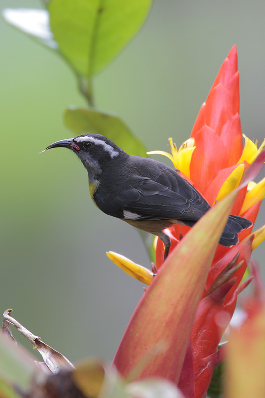 Bananaquit