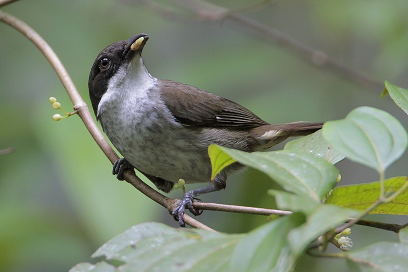 Puerto Rican Tanager