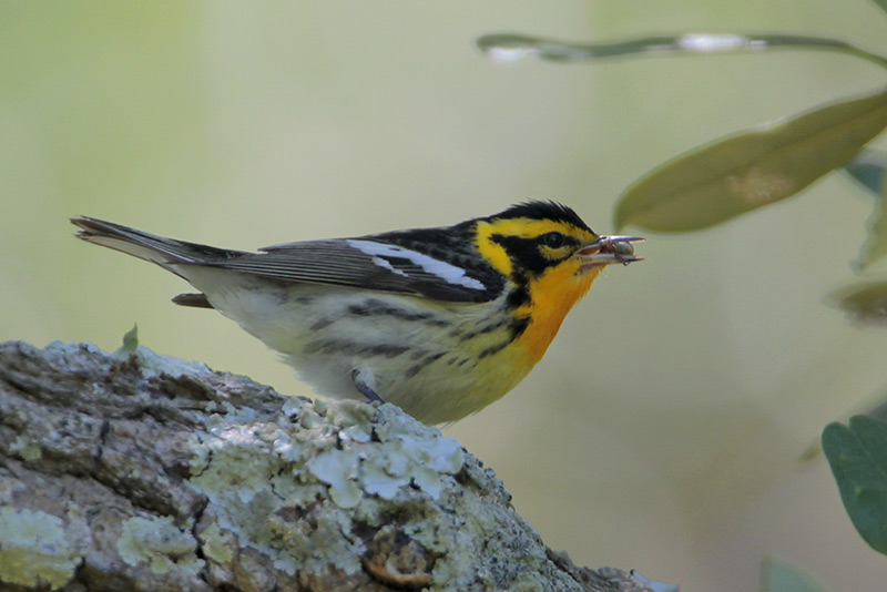 Blackburnian Warbler