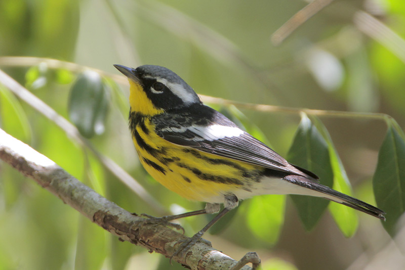 Magnolia Warbler