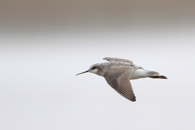 Wilsons Phalarope