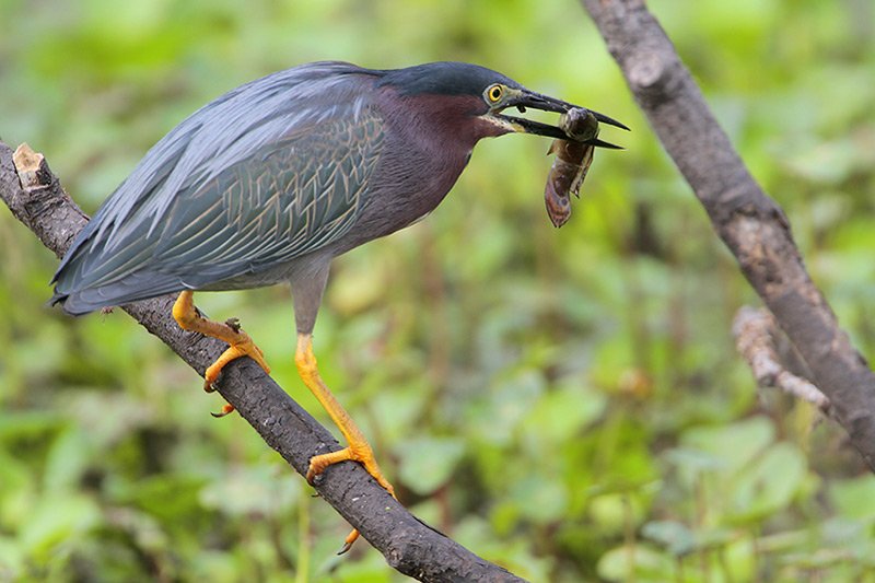 Green Heron