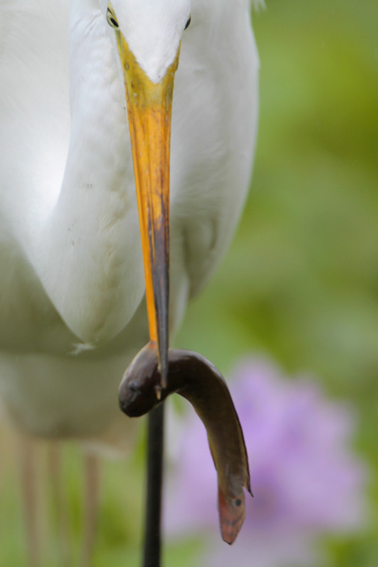 Great Egret