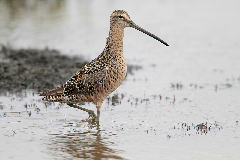 Long-billed Dowitcher