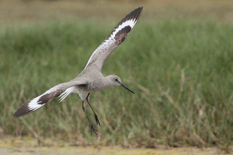 Willet