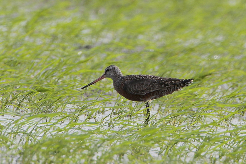Hudsonian Godwit