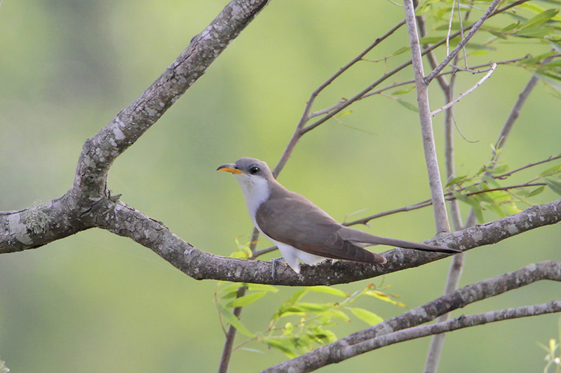 Yellow-billed Cuckoo