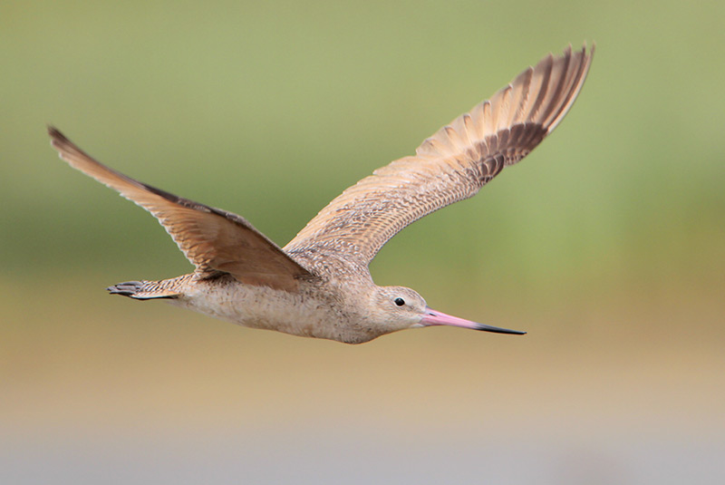 Marbled Godwit