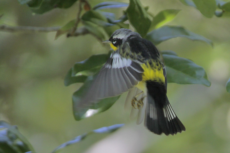 Magnolia Warbler
