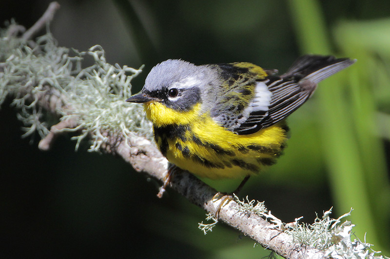 Magnolia Warbler