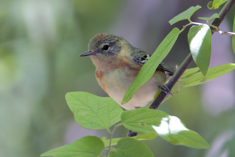 Bay-breasted Warbler