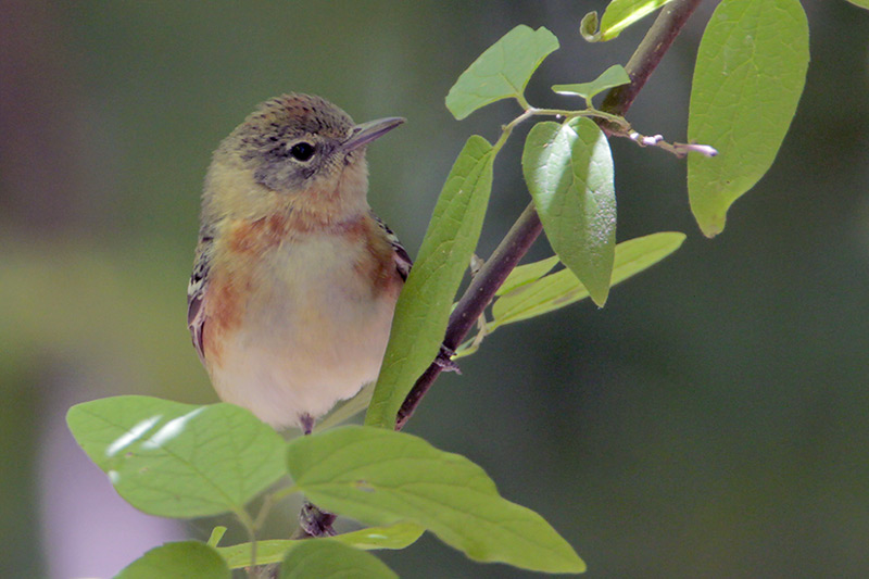 Bay-breasted Warbler