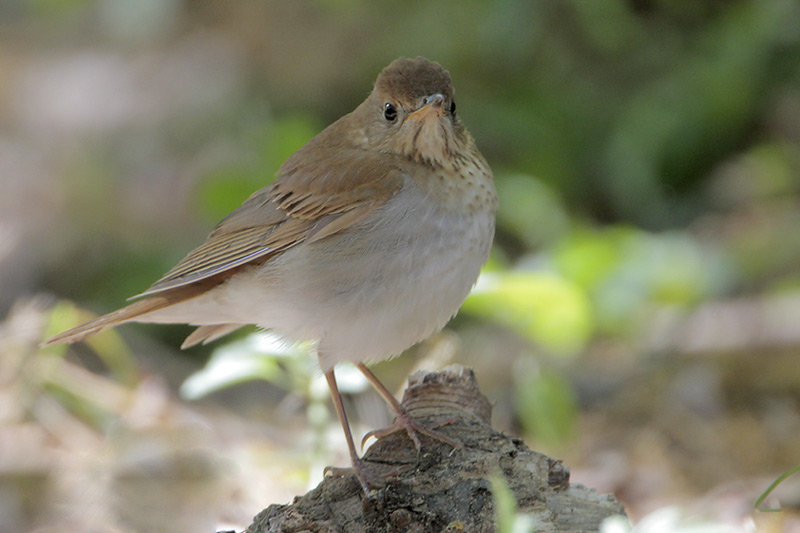 Veery