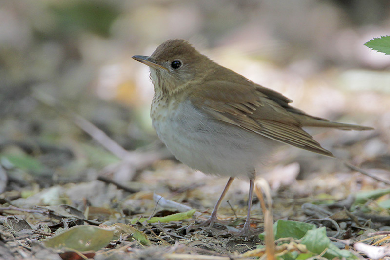 Veery
