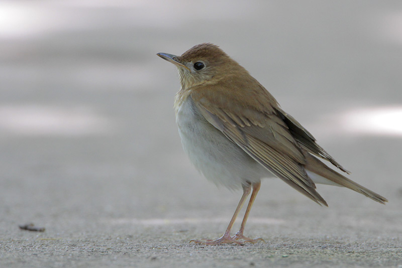 Veery