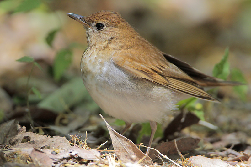 Veery