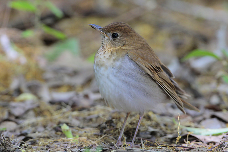 Veery