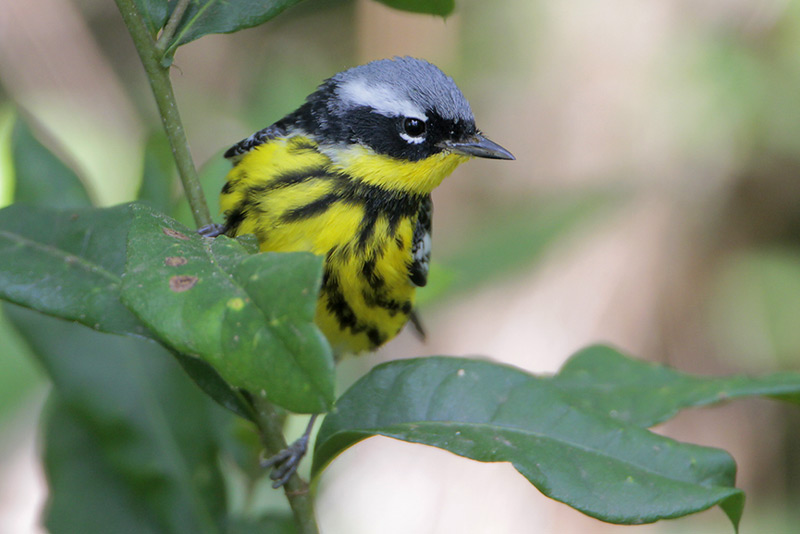 Magnolia Warbler