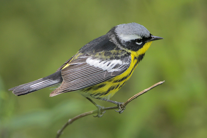 Magnolia Warbler