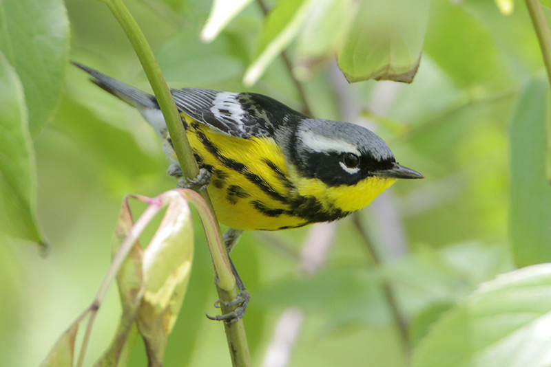 Magnolia Warbler