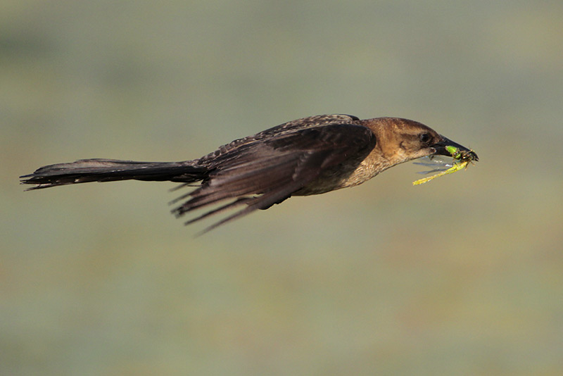Boat-tailed Grackle