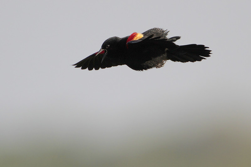 Red-winged Blackbird