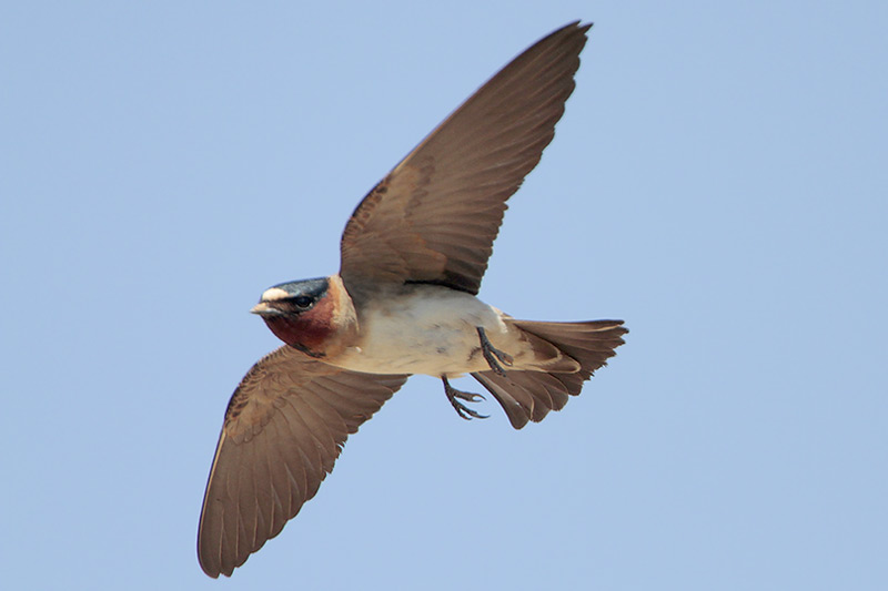Cliff Swallow