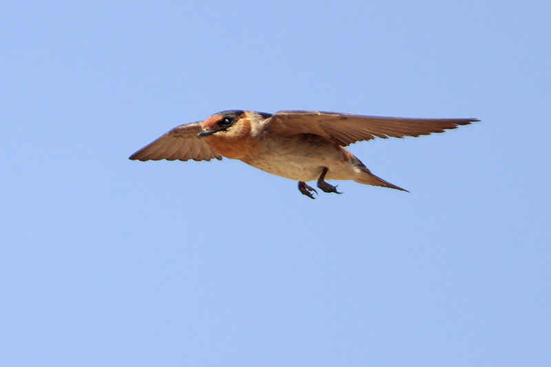 Cave Swallow