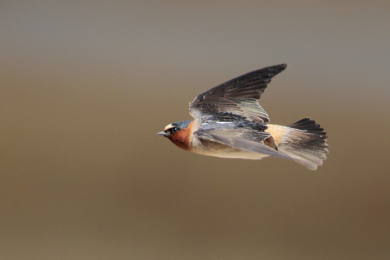 Cliff Swallow