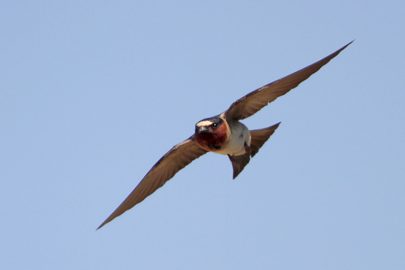Cliff Swallow