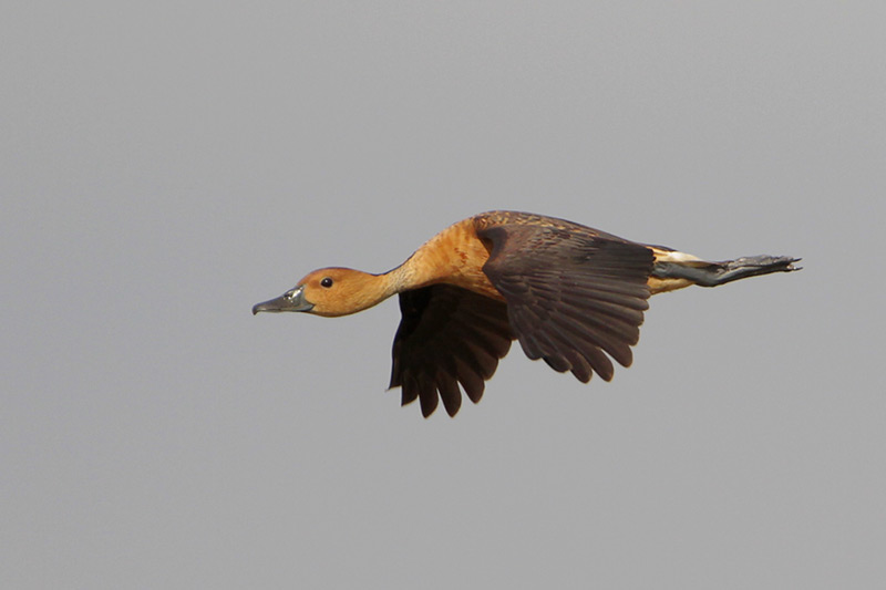 Fulvous Whistling-Duck