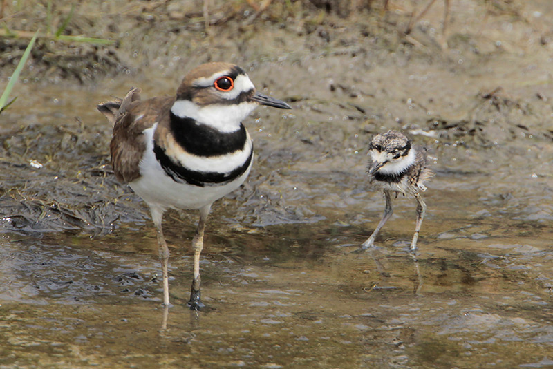 Killdeer