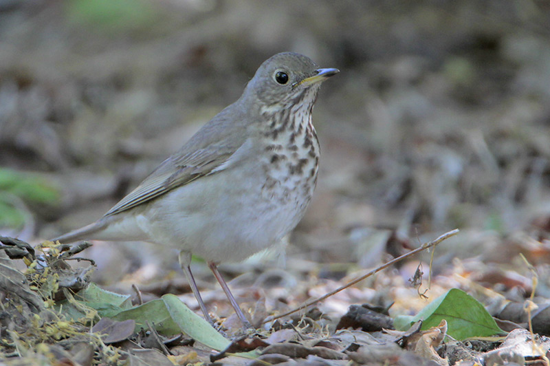 Gray-cheeked Thrush