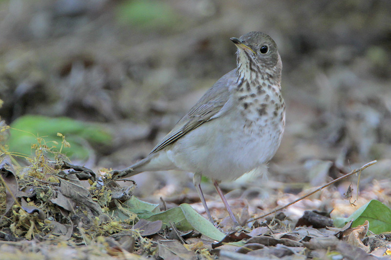 Gray-cheeked Thrush