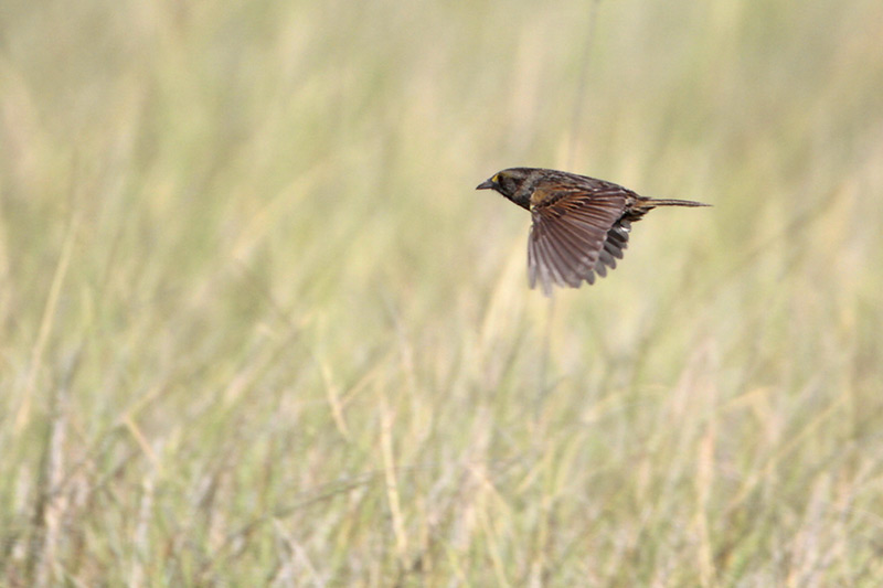 Seaside Sparrow
