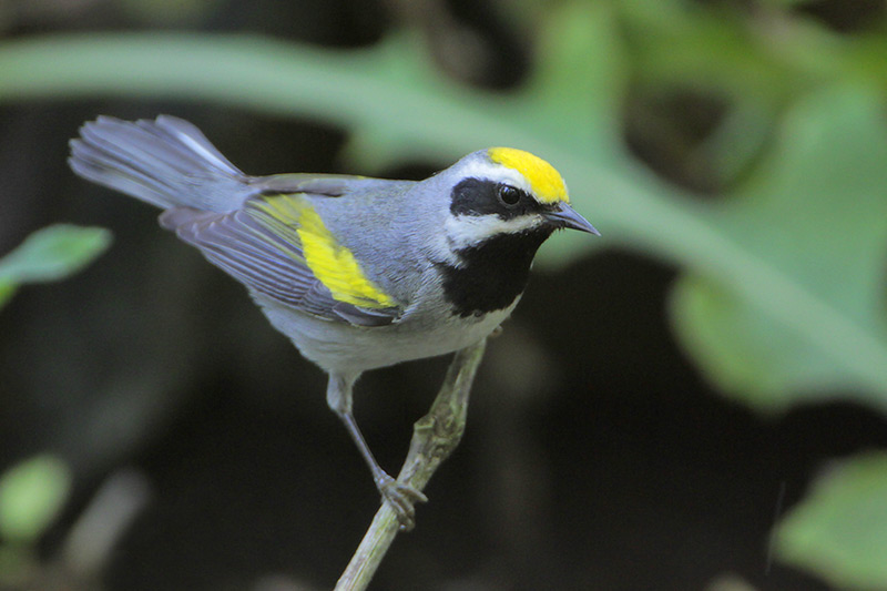 Golden-winged Warbler