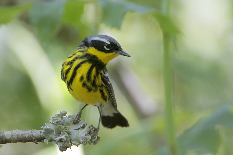 Magnolia Warbler