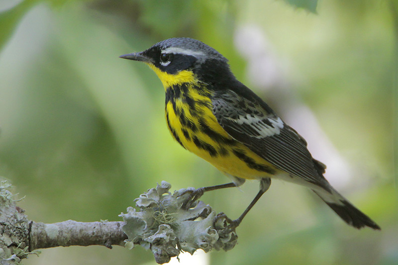 Magnolia Warbler