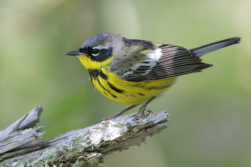 Magnolia Warbler