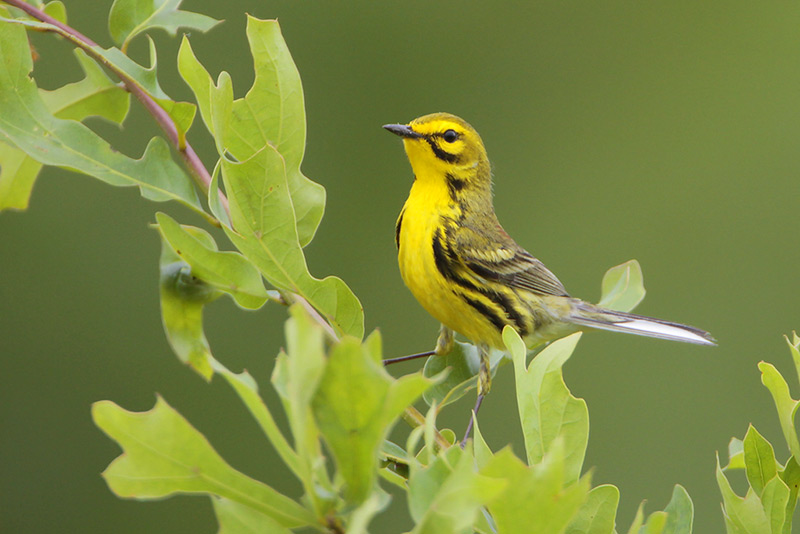 Prairie Warbler