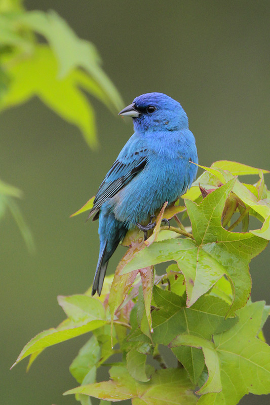 Indigo Bunting