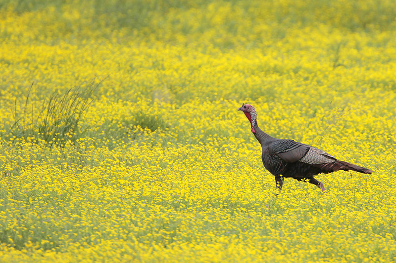 Wild Turkey