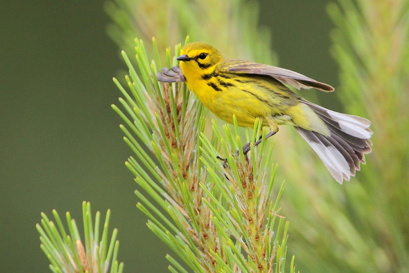 Prairie Warbler