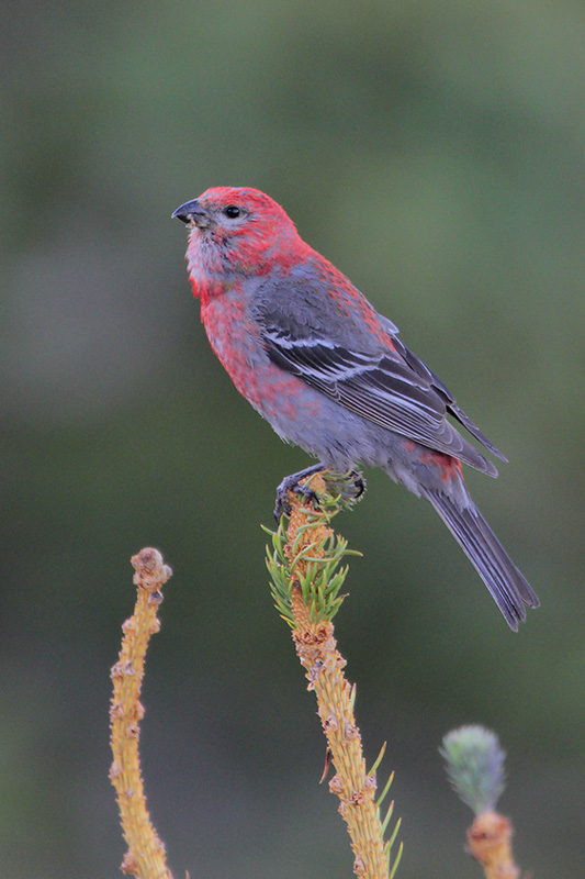 Pine Grosbeak