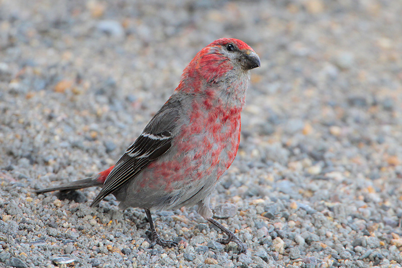 Pine Grosbeak