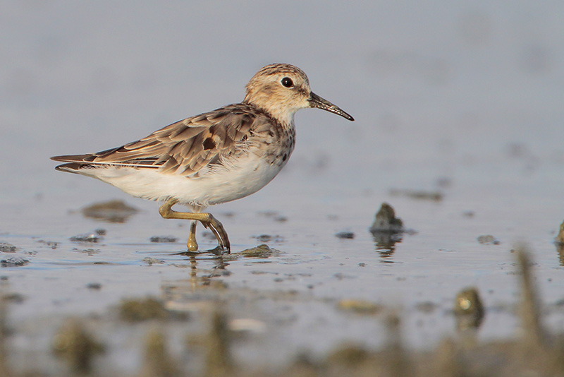 Least Sandpiper
