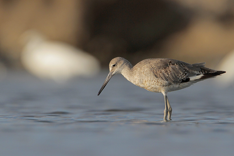 Willet