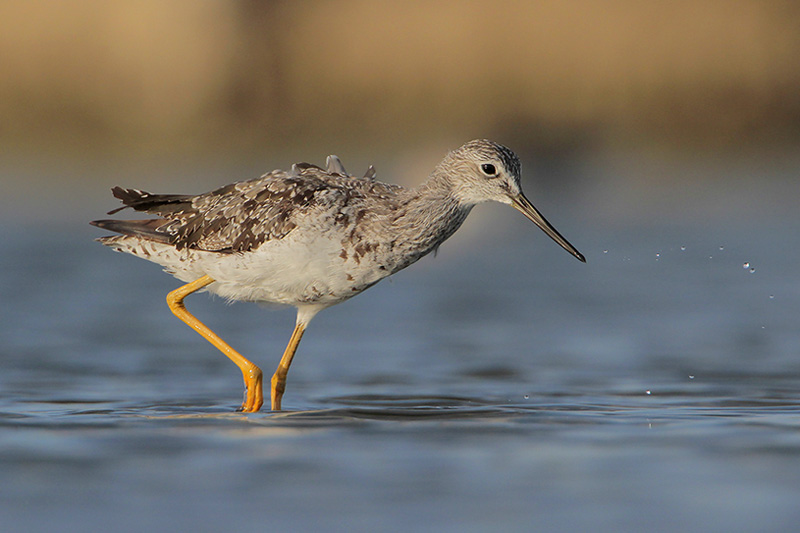 Greater Yellowlegs