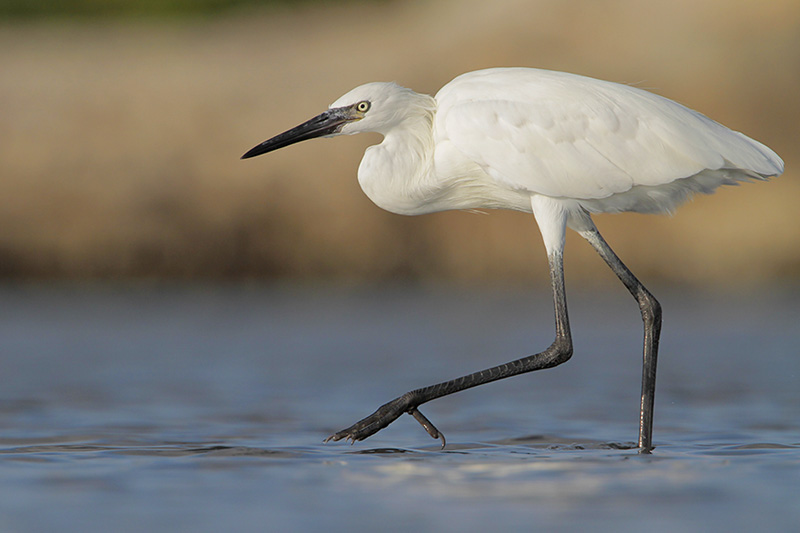 Reddish Egret